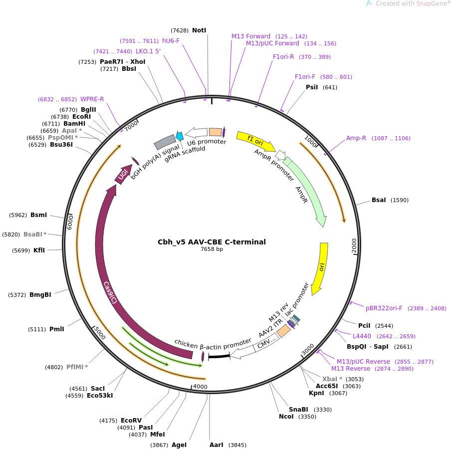Cbh_v5 AAV-CBE C-terminal质粒图谱